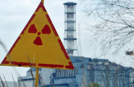 В Чернобыле обнаружили гриб, который питается радиацией