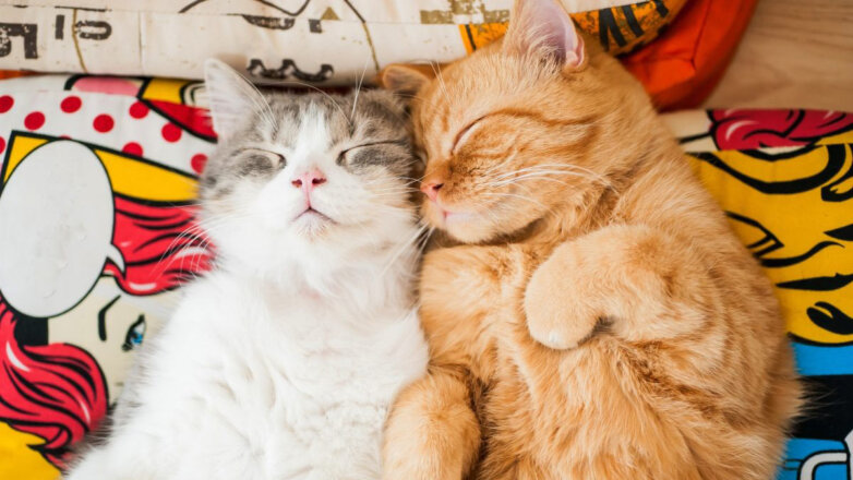 Консультант по поведению животных Эми Шоджай назвала 7 признаков счастливой кошки