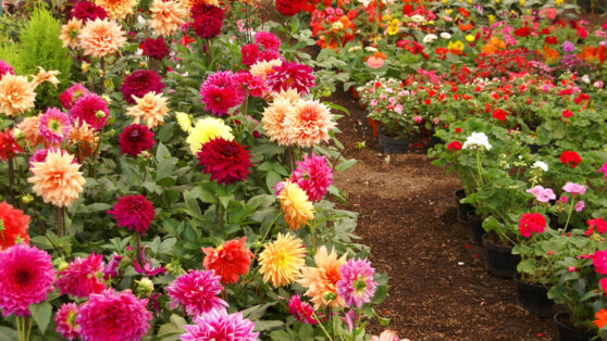 Георгины: красивые и необычные сорта для украшения сада