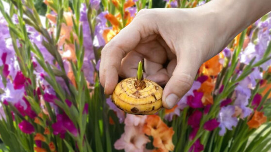 Опытные садоводы раскрыли секреты ухода за гладиолусами