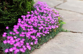 Красивый сад: многолетники для высадки вдоль дорожек