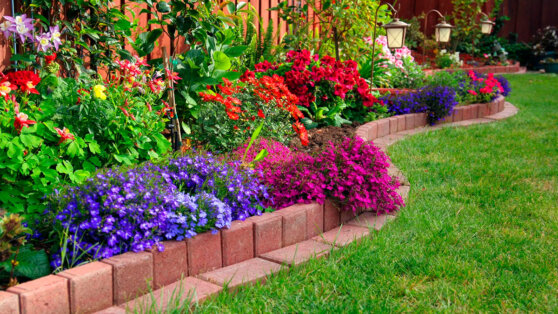 Эффектные и неприхотливые: какие цветы посадить на клумбы, чтобы было меньше хлопот