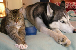 Пять причин, почему нельзя брать в постель кошку и собаку