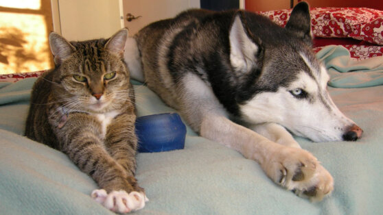 Пять причин, почему нельзя брать в постель кошку и собаку