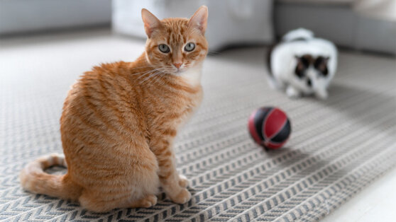 Почему кошка отказывается от игр: 4 частые причины