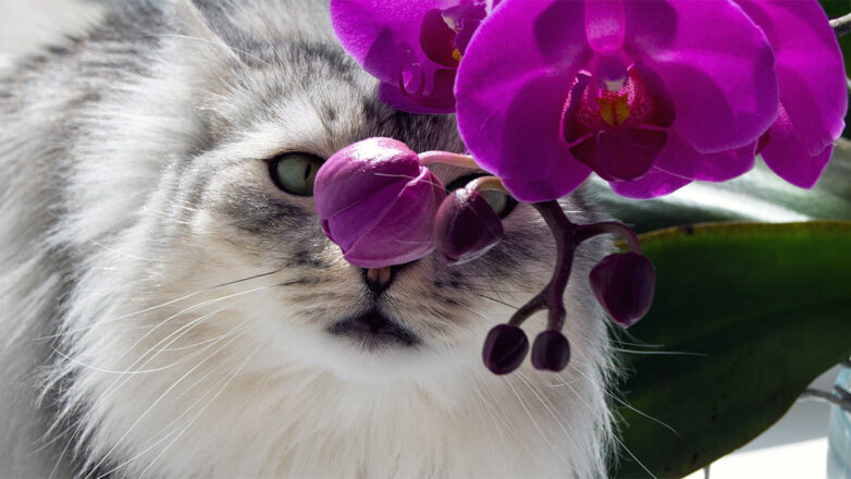 Флора и фауна: 5 растений, безопасных для кошек