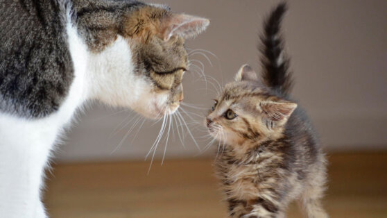 Правильное знакомство: как взять в дом вторую кошку и не испортить жизнь первой