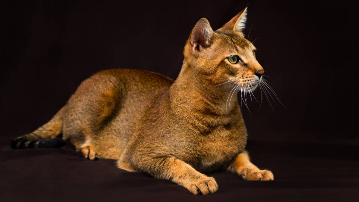 Одомашненные дикари: 6 гибридных пород кошек