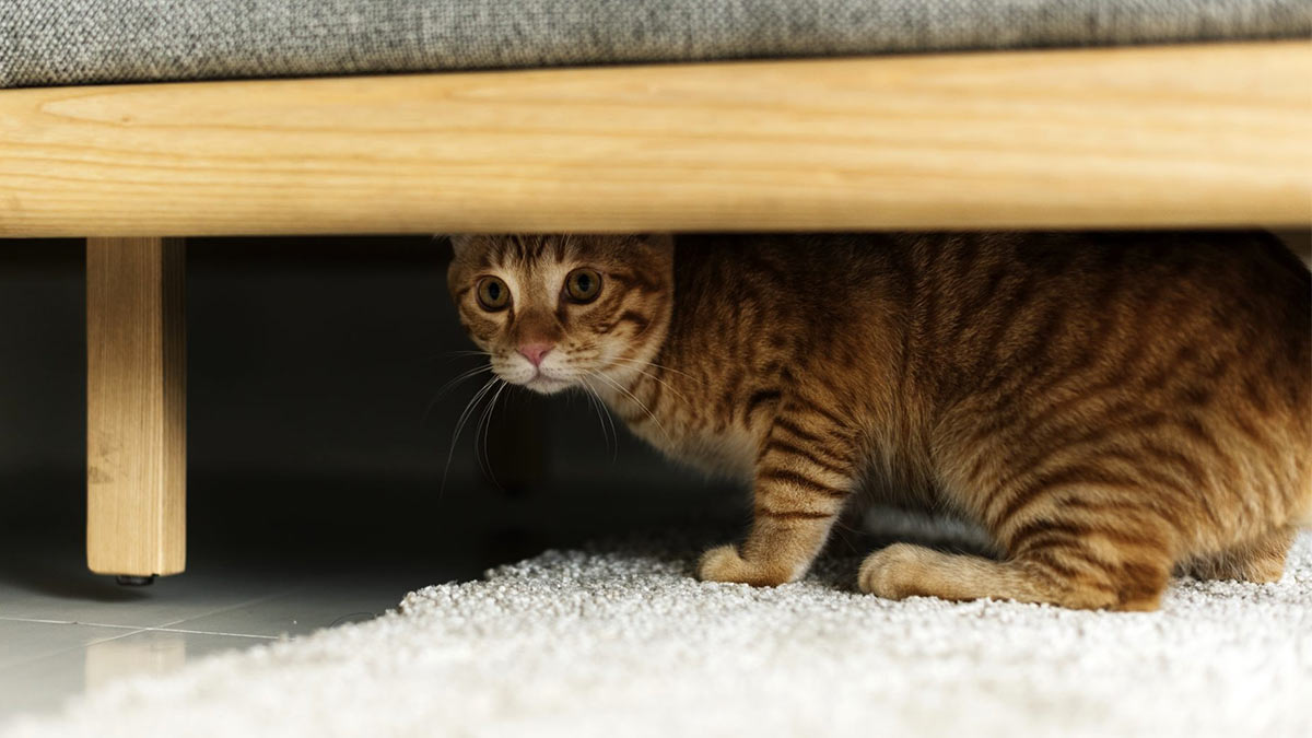 Котенок залез под кровать