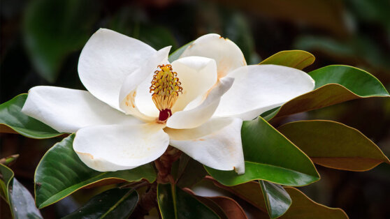 Красивый сад на кислой почве: 5 многолетников для проблемных участков