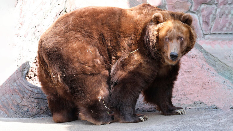 Медведи в Московском зоопарке вышли из спячки на неделю раньше срока