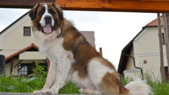 Четвероногий охранник: 5 лучших пород собак для дачи