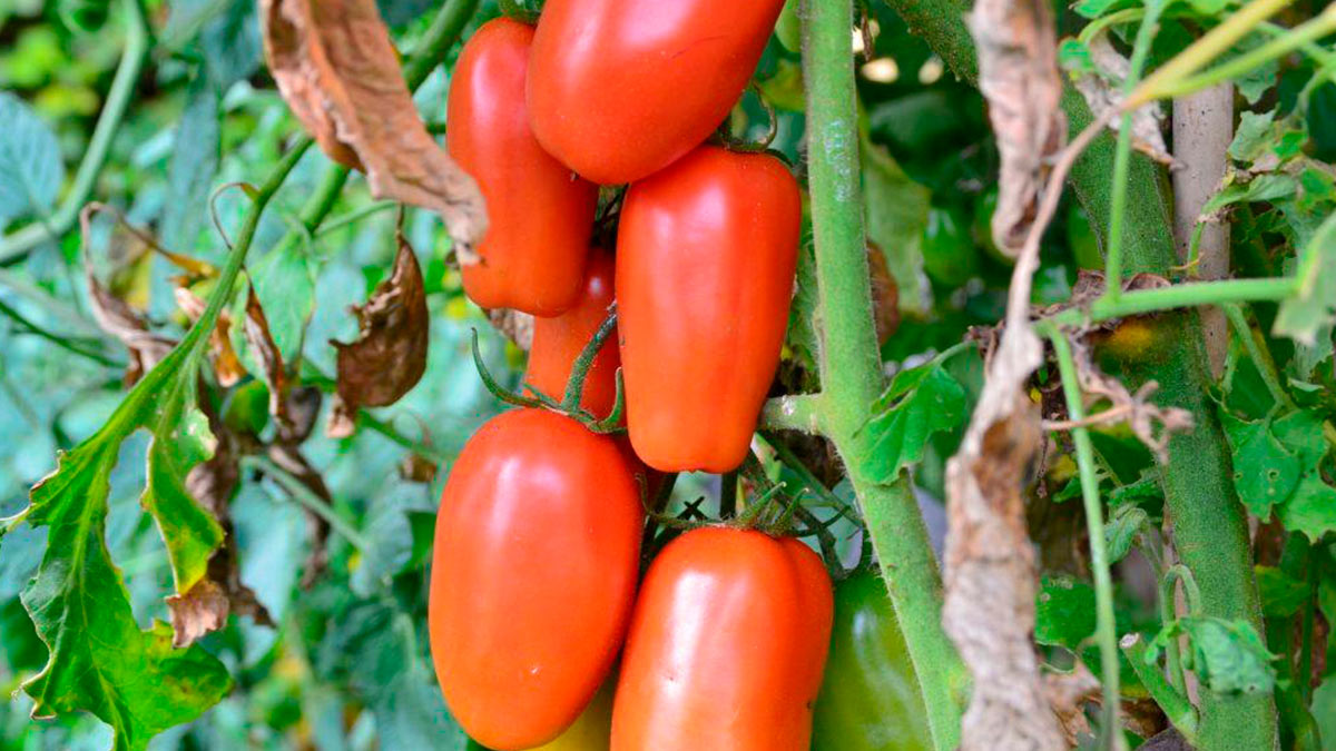 Томаты сорта деликатес. Томат сорт деликатесный. Сорт томатов московский деликатес. Томат засолочный деликатес сиб сад. Помидоры деликатесные.