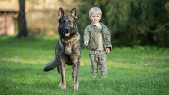 Преданный защитник: 7 храбрых пород собак, которые дают чувство безопасности