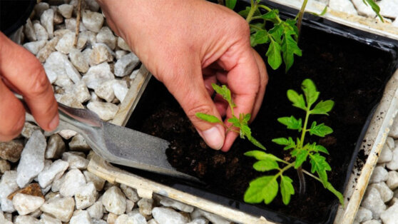 Пикировка рассады: растения, которым это навредит