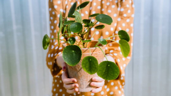 Просты в уходе: 5 неприхотливых, но модных комнатных растений