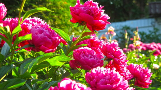 Опытные садоводы поделились, как вырастить пионы в открытом грунте