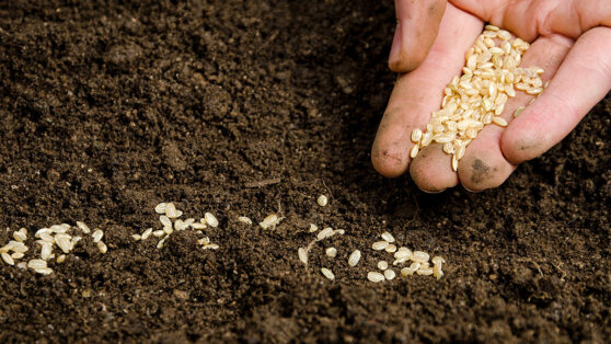 Почему семена не всходят после посева: основные причины