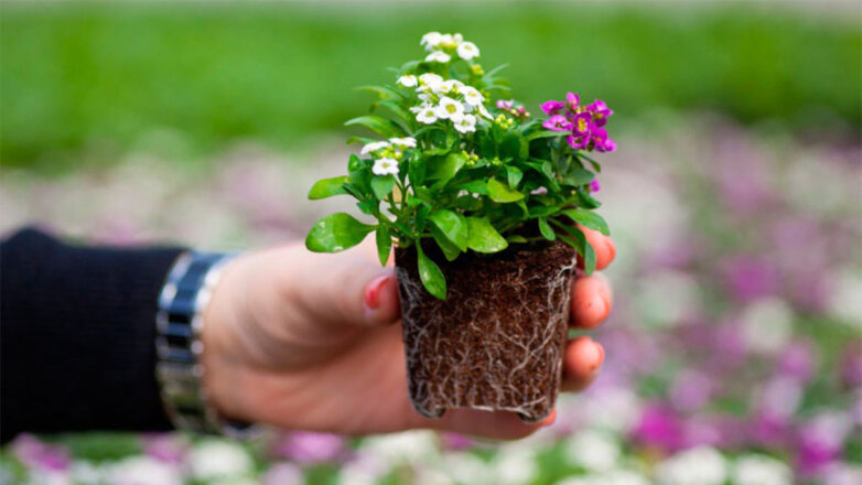 Как правильно вырастить рассаду маргариток: советы опытных садоводов