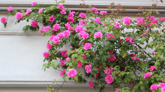 Чем прикрыть забор или арку в саду: 5 лучших вьющихся растений