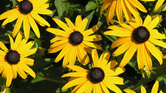 Быстрорастущие: многолетники из семян, которые зацветут уже в первый год