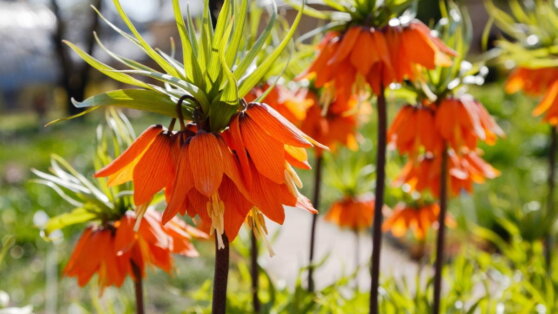 Красивые защитники: 5 цветов для борьбы с вредителями