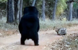 Встреча самого опасного медведя с тигром попала на видео