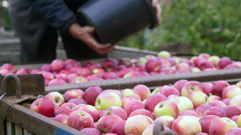 Брянские садоводы готовы заменить импортные яблоки российскими