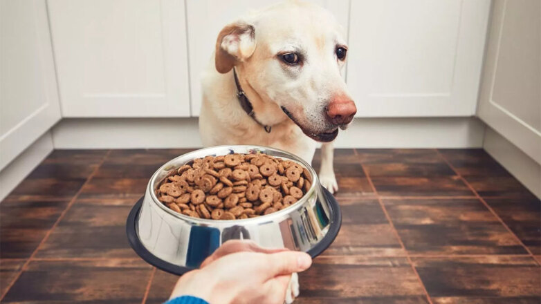 Дело не в болезни: 3 причины, почему собака отказывается есть сухой корм