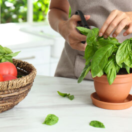 Советы хозяйкам: какую зелень легко вырастить дома