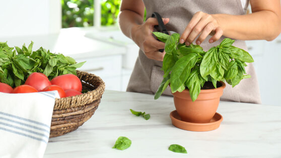 Советы хозяйкам: какую зелень легко вырастить дома