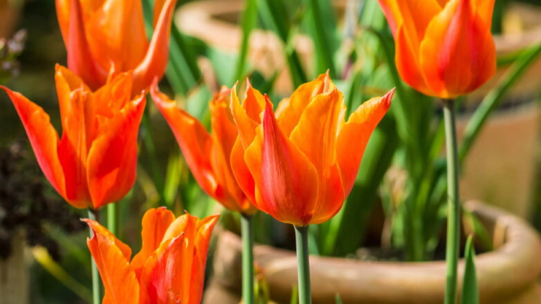 Изысканные тюльпаны: 5 необычных сортов для садового участка