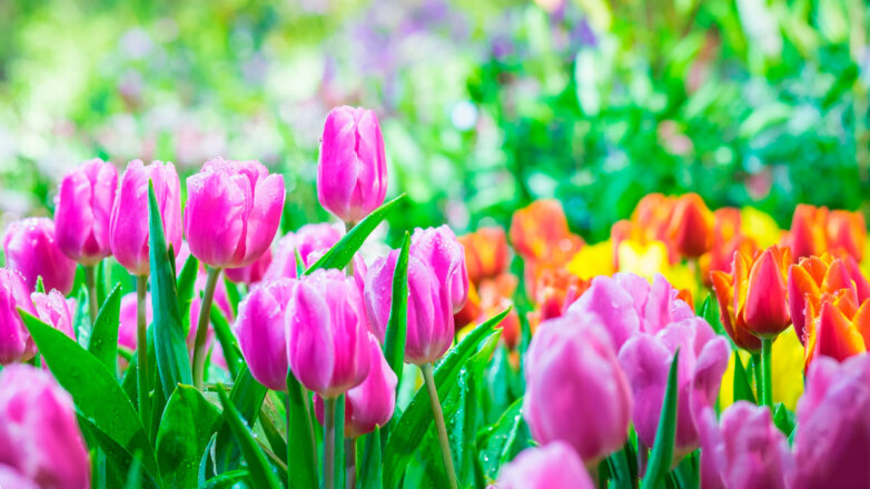 Когда и чем подкармливать тюльпаны весной, чтобы лучше цвели: советы агронома