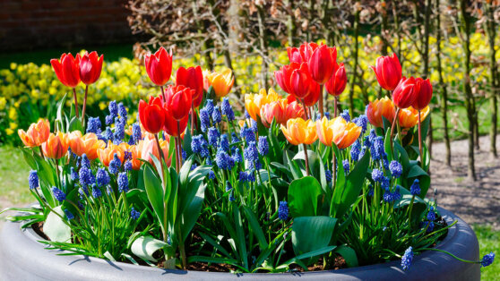 Красивый сад без хлопот: 7 неприхотливых, но эффектных многолетников для участка