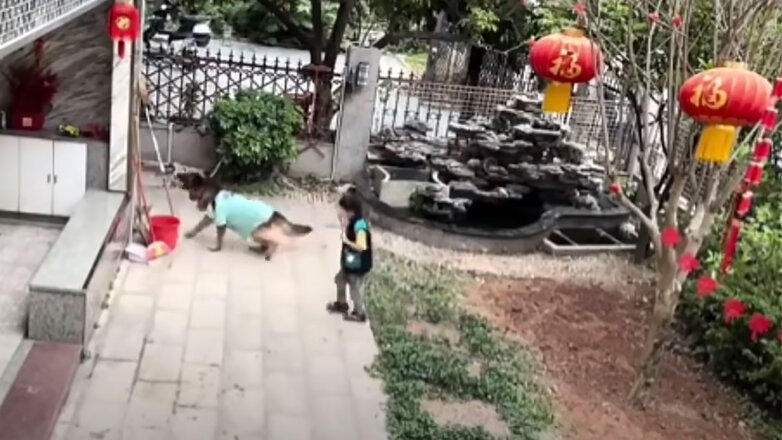 Собака вытащила сачком мяч из пруда и спасла ребенка: видео