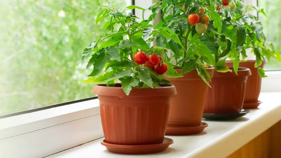 Выращиваем помидоры в квартире: 6 популярных сортов