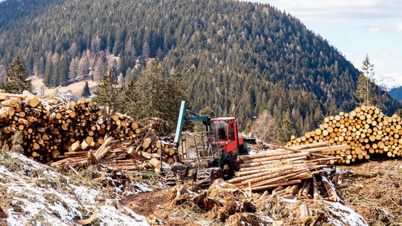 Правительство России разработало новые меры поддержки лесной промышленности