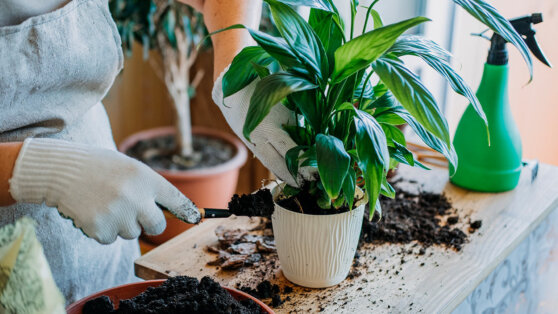 Спатифиллум: как ухаживать за 