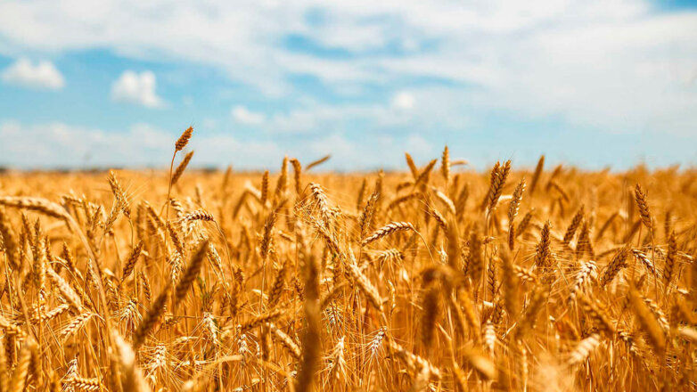 Индия решила стать основным экспортером пшеницы