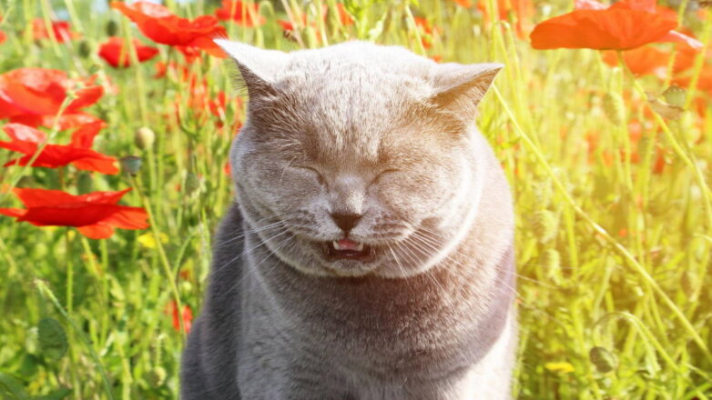 Кошка-аллергик: как помочь питомцу
