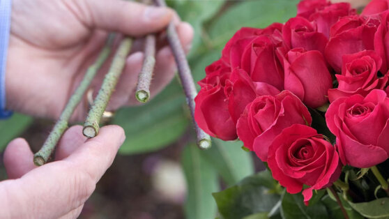 Черенкование роз: главные правила и ошибки неопытных цветоводов