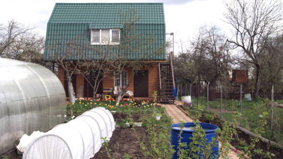 Названы растения, запрещенные к посадке на даче