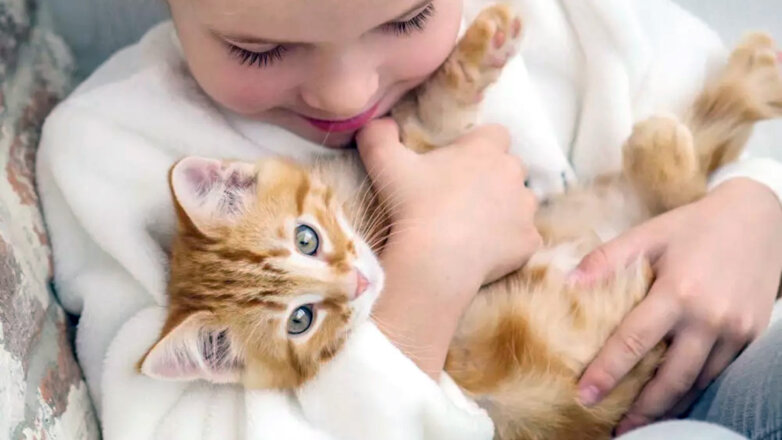 Укрощение строптивой: 3 совета, как приучить кошку сидеть на руках