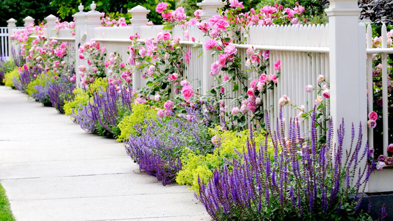 Лаванда в саду: 5 способов украсить участок ароматным растением