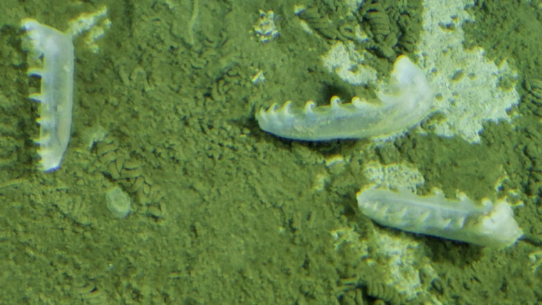 Ученые обнаружили неизвестные науке микроорганизмы на глубине 8000 метров