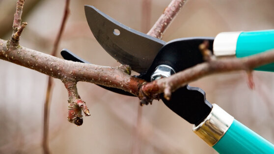 Как делать весеннюю обрезку плодовых деревьев: главные правила для хорошего урожая