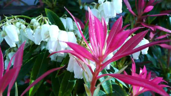 Красота круглый год: 6 вечнозеленых цветущих кустарников для сада