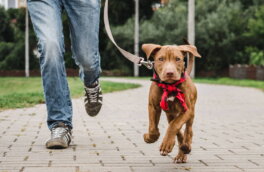 Не для ленивых: 7 пород собак, с которыми нужно много гулять