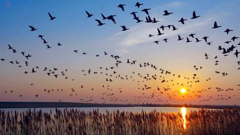 На Украине изучали передачу патогенов в Россию с перелетными птицами