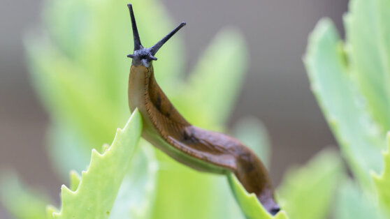 Как избавиться от слизней на участке: 2 хитрые уловки для садоводов